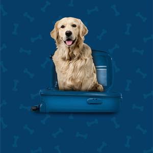 Pet Friendly Hotel ILUNION Caleta Park S'Agaró